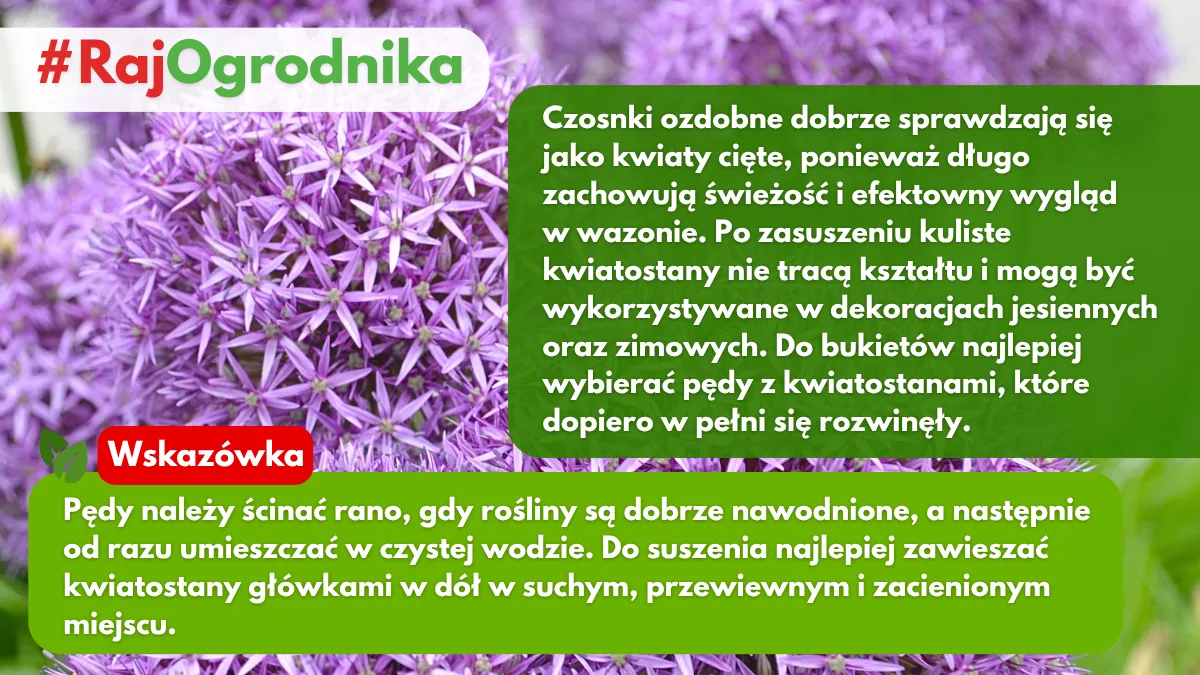 Czosnki ozdobne na kwiat cięty blog sklep rajogrodnika